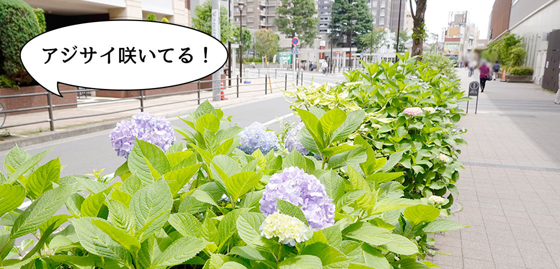 咲くのはやっ 国立駅北口の Nonowa国立east 前の花壇のアジサイが咲いてる いいね 国立